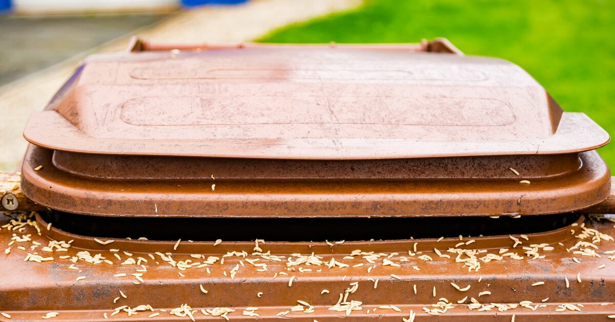 Maden im Müll HygieneWunder gegen Ungeziefer kommt aus der Küche